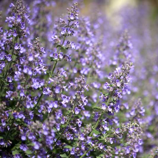 many green stems with light purple chartreuse on the loose catmint flowers with many more in the blurry background