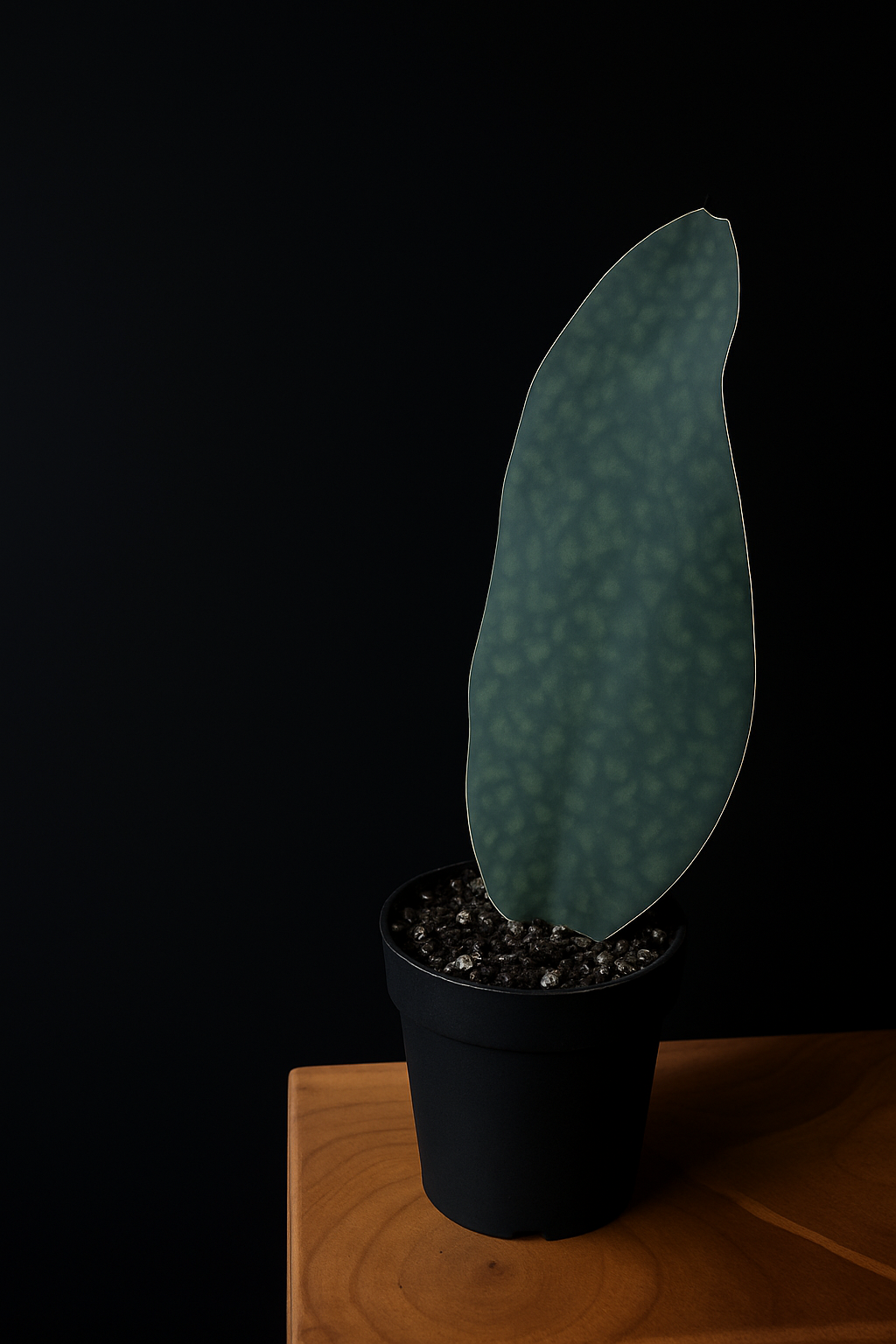 a Sansevieria Victoriain with a green leaf that resembles a whale fin a black pot sitting on a wooden base with a black background
