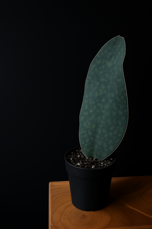 a Sansevieria Victoriain with a green leaf that resembles a whale fin a black pot sitting on a wooden base with a black background