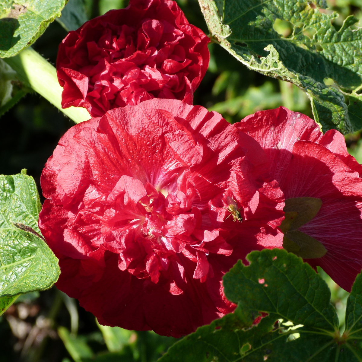 a close up of the bright red flowers of the chapters double hollyhock mix plant surrounded by green leaves