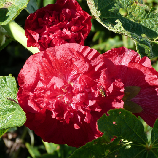 a close up of the bright red flowers of the chapters double hollyhock mix plant surrounded by green leaves