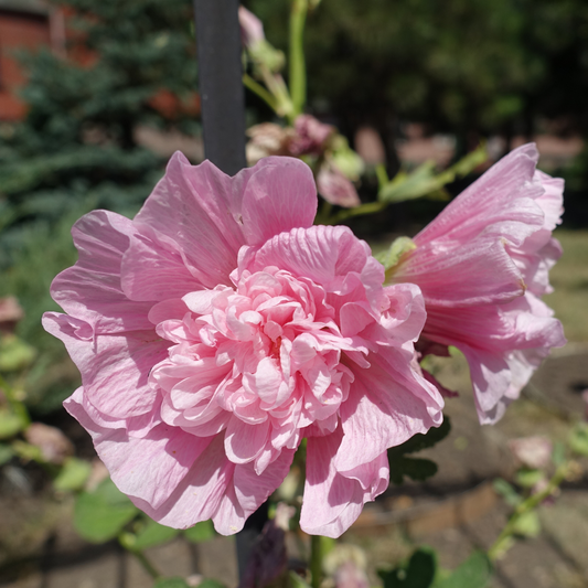 two pale pink chatters double pink hollyhock flowers in an outdoor garden setting