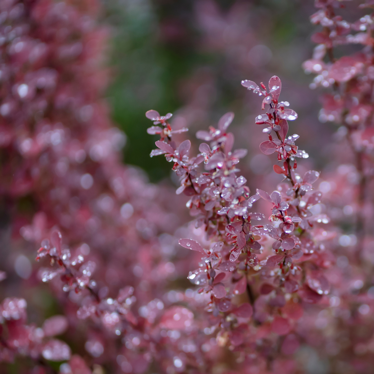 a close up of the muted red leaves cherry bomb Japanese barberry plants with dark red stems and water droplets on the foliage with more of the same plants in the blurred background in an outdoor setting