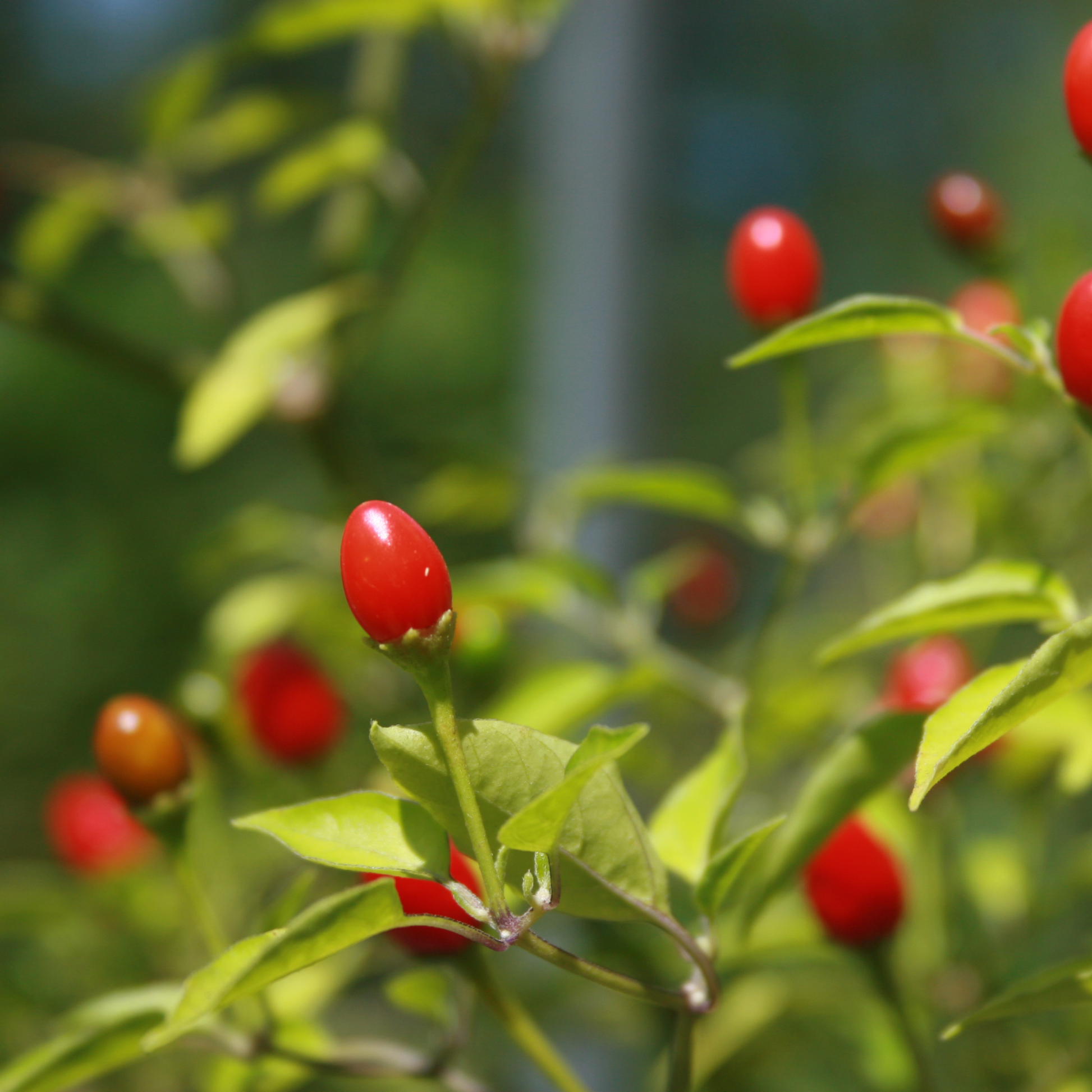 a chile-in pepper plant with bright red peppers growing on a green plant with a blurred background
