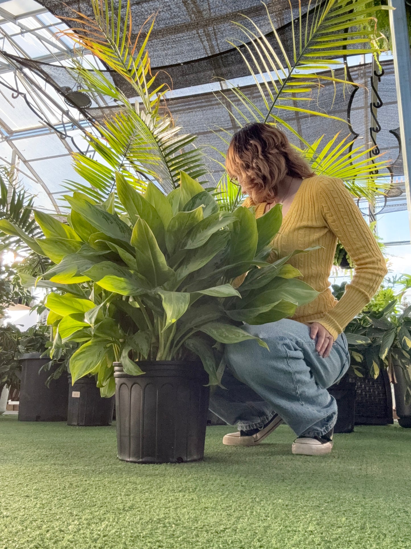 person crouched down next to a potted Chinese Evergreen ‘Silver Bay’ plant in a greenhouse setting