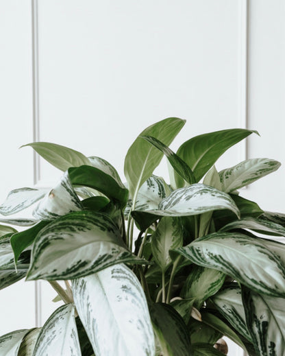 Variegated green and white leaves against a light wooden panel background