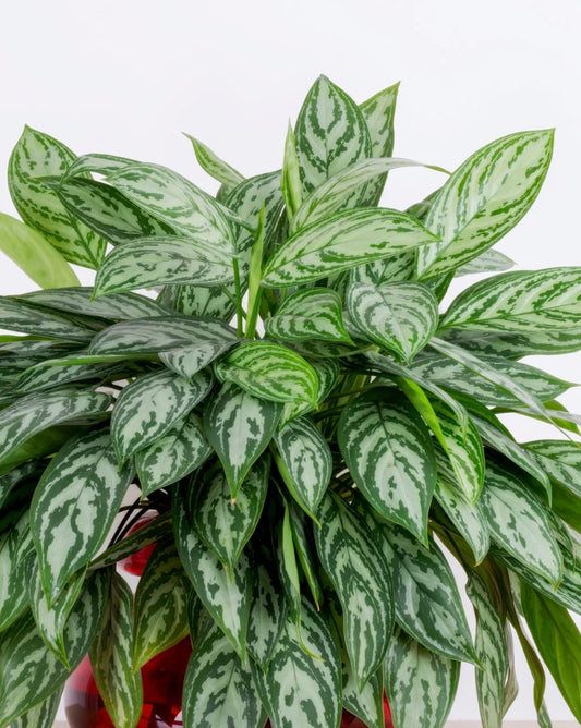 Potted plant with green and white leaves on a light background