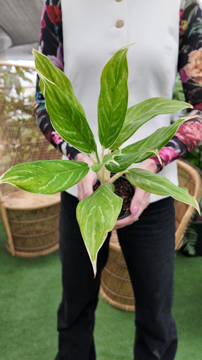Person holding a potted Chinese evergreen white snow plant with a blurred background