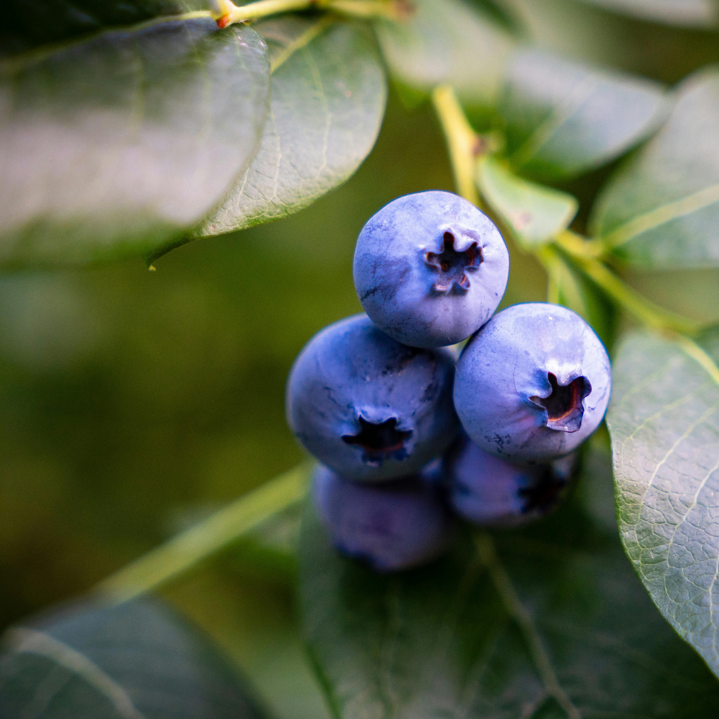 a close up of a few round dark blue Chippewa blueberries growing on bright green stems surrounded by green leaves in an outdoor setting