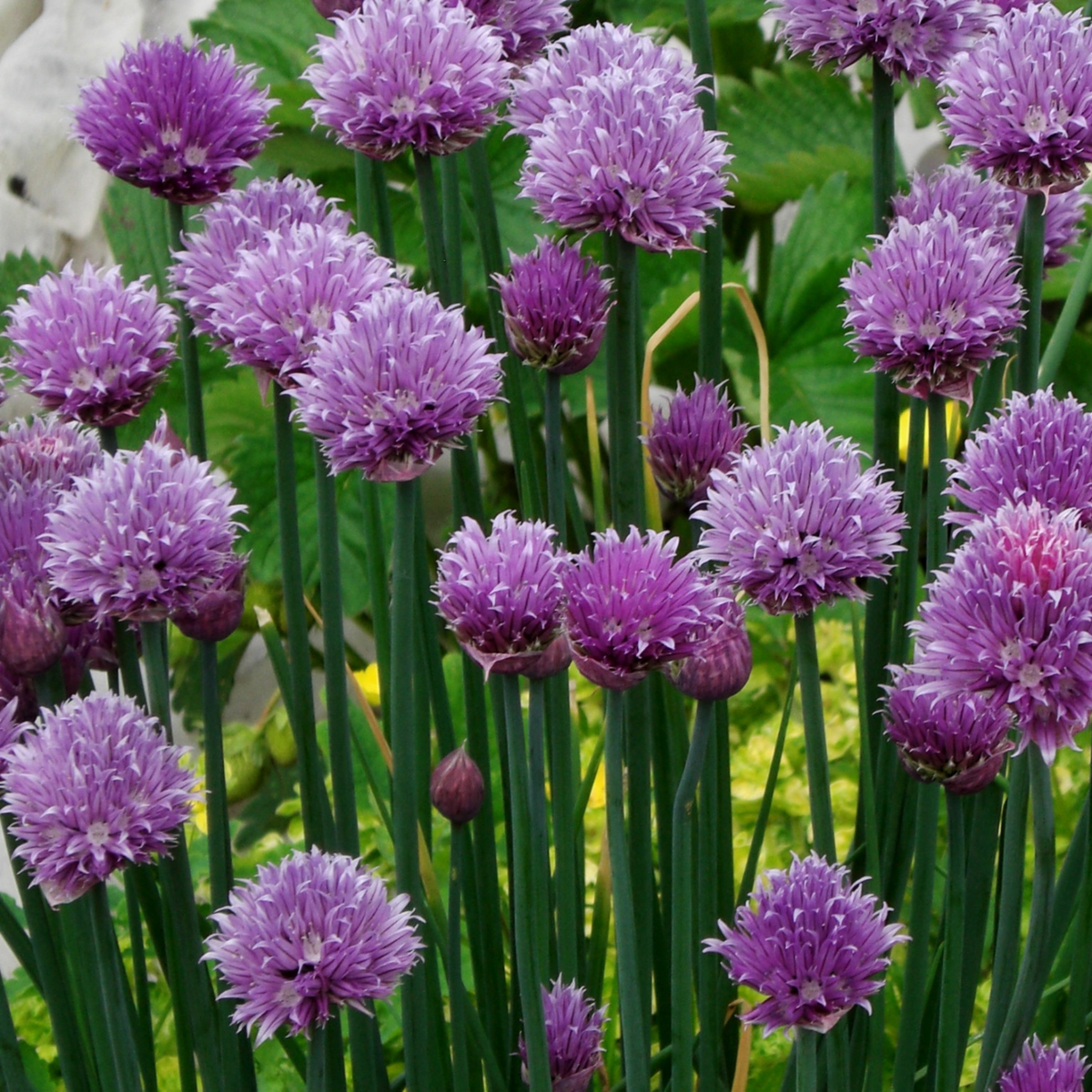 many green stocks of chives with bright purple flowering tops in an outdoor garden setting