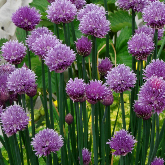 many green stocks of chives with bright purple flowering tops in an outdoor garden setting