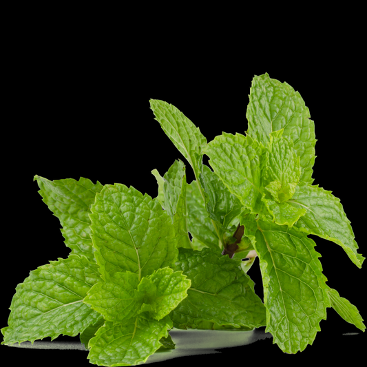 bright green chocolate mint leaves with aerated edges and a black background