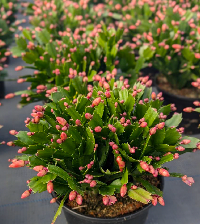 Potted Christmas Cactus (Zygo) plant with pink buds on a gray background