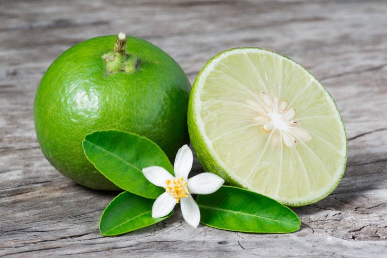 Citrus Key Lime Tree