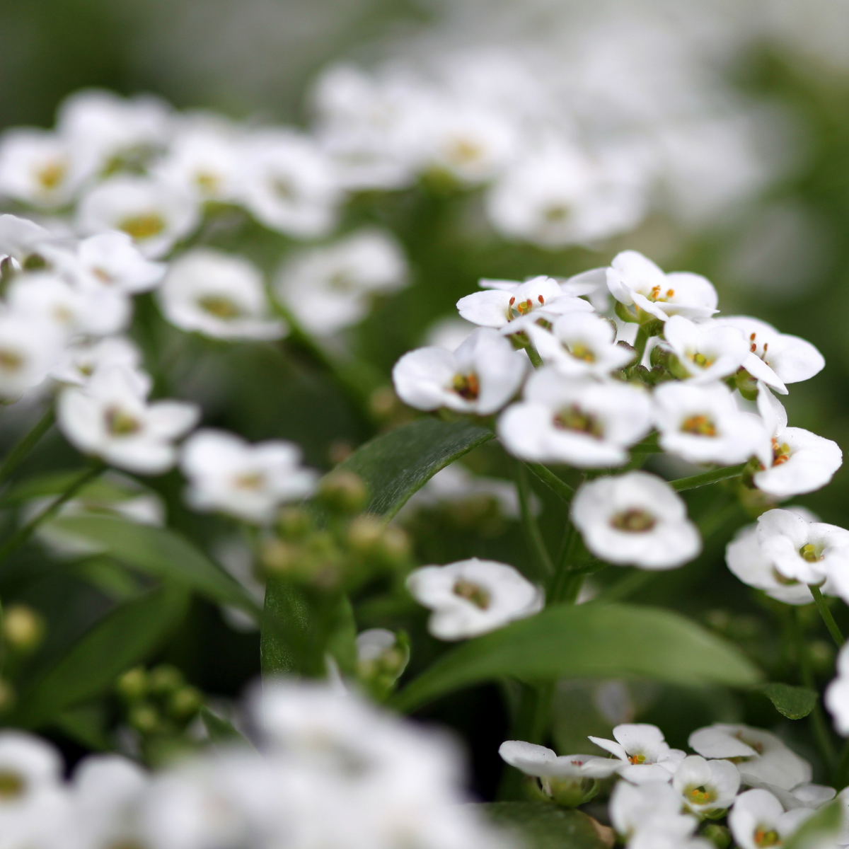 many bunches of white clear crystal white alyssum flowers with small petals, yellow centres and green stems surrounded by green leaves in an outdoor setting