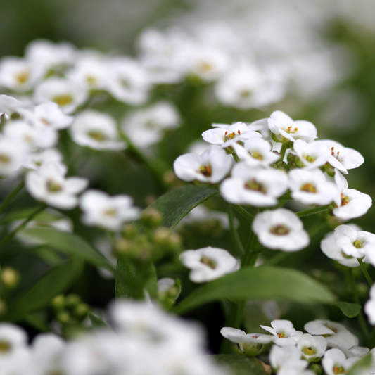 many bunches of white clear crystal white alyssum flowers with small petals, yellow centres and green stems surrounded by green leaves in an outdoor setting