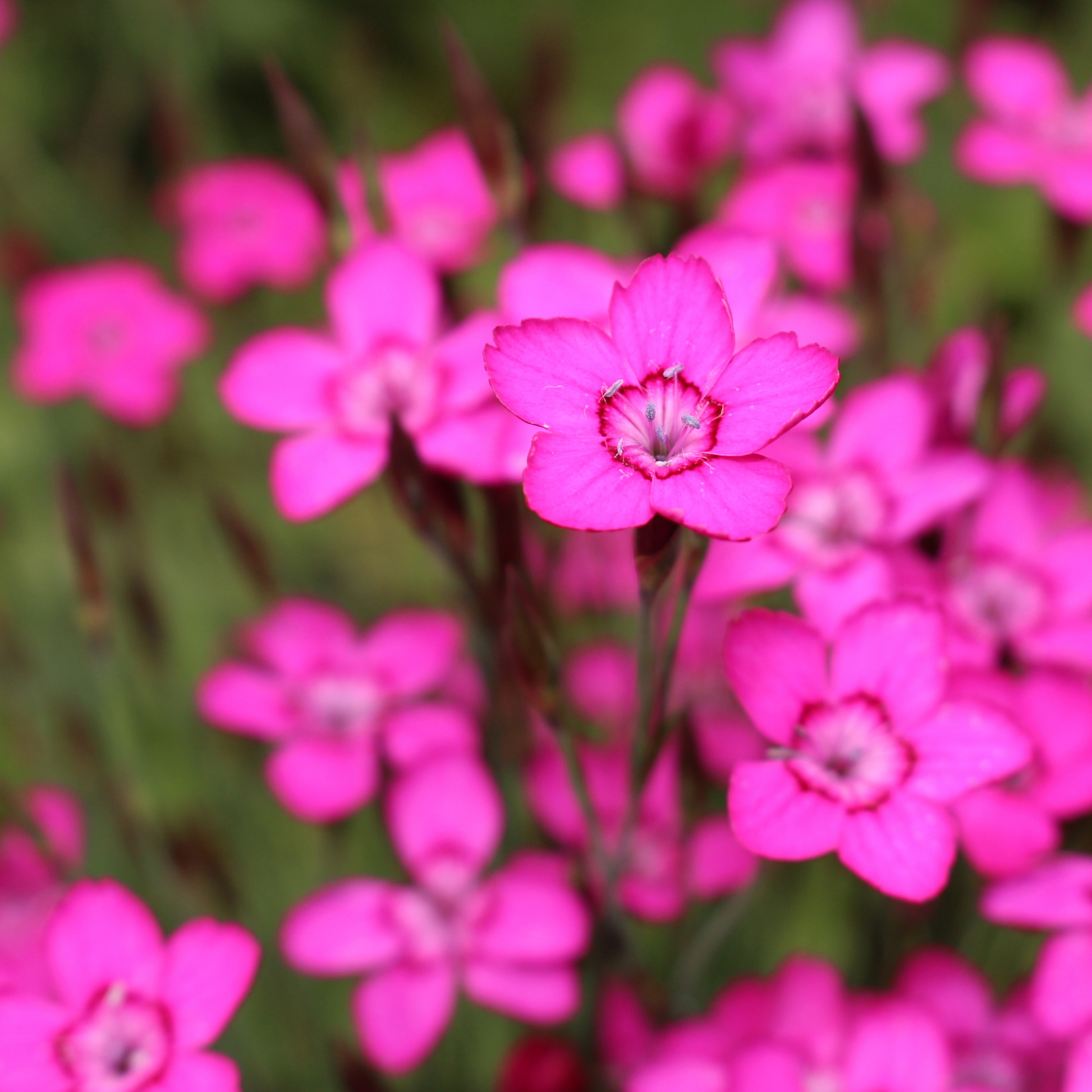 a close up of the bright pink flowers of cliff spot pink dianthus plant surrounded by greenery