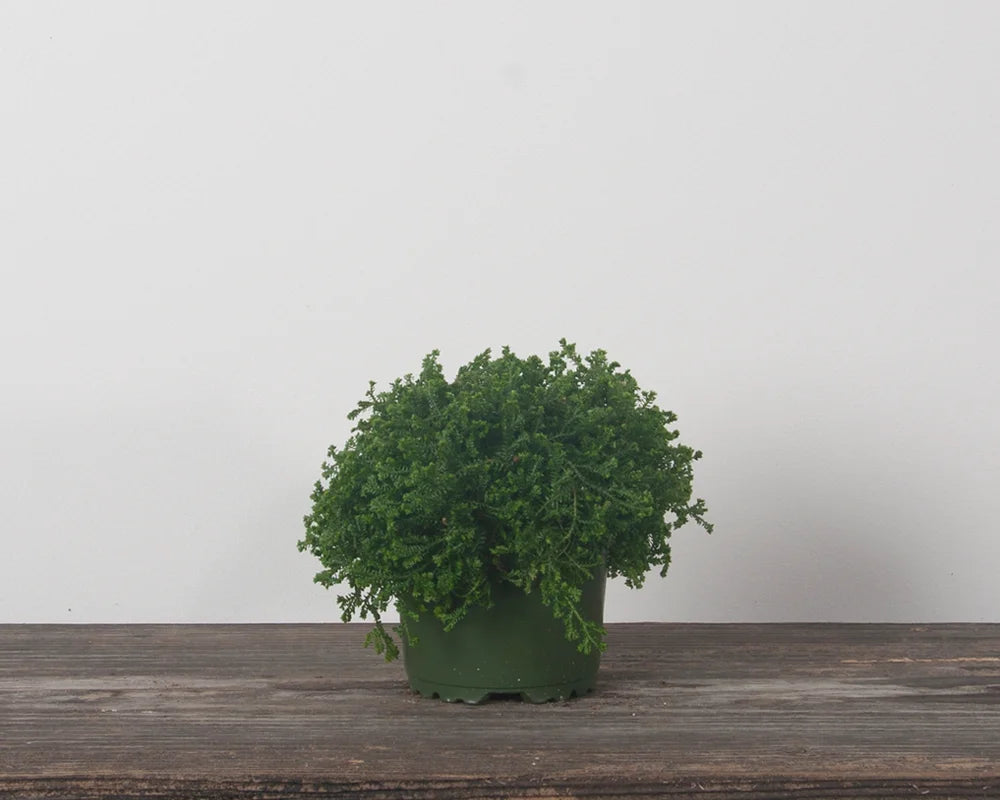 Lycopode 'Vert' (Selaginella kraussiana 'Vert')
