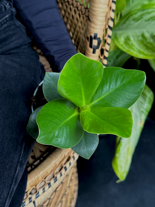 Close-up of a person holding a green leafy Clusia ‘Princess’ plant with a woven chair in the background