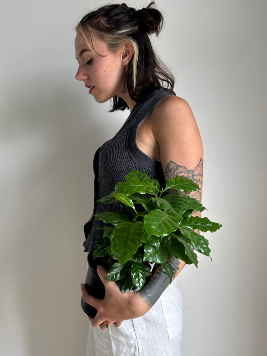 Person holding a potted Coffee Plant (Coffea arabica) plant against a plain background