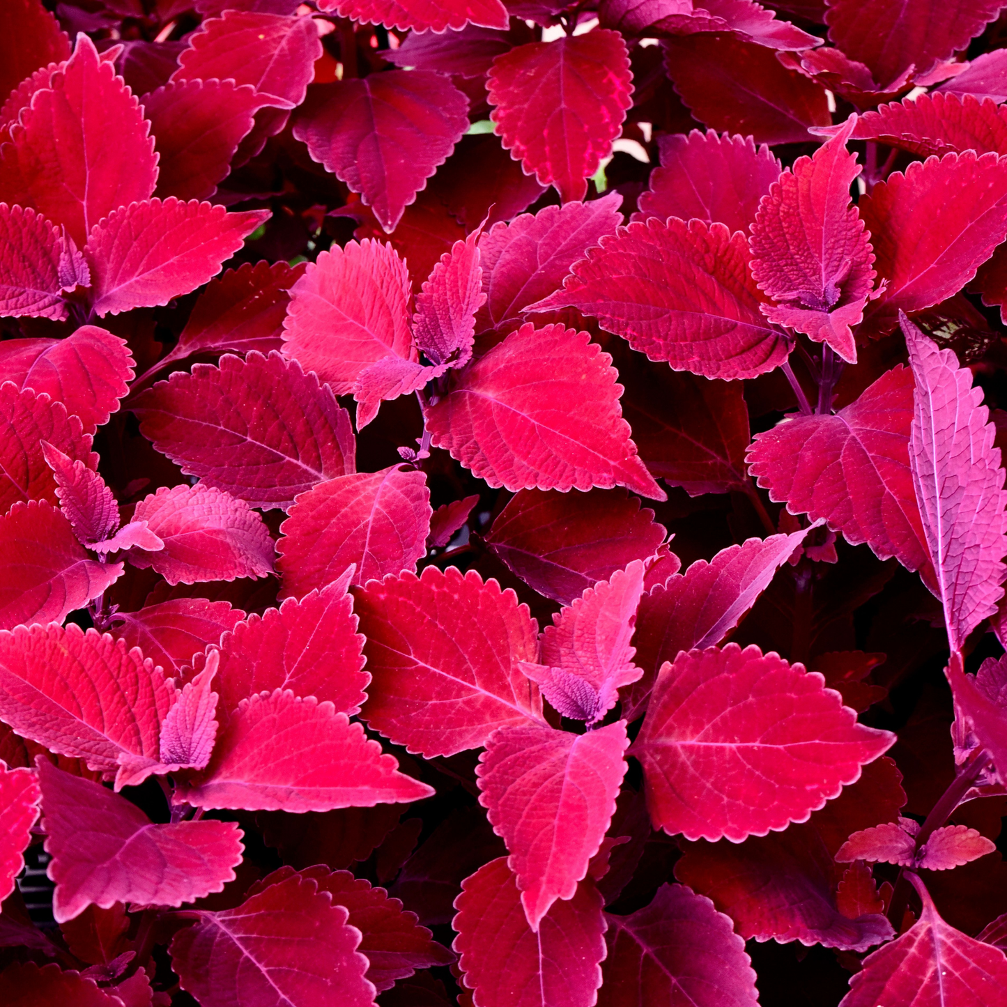 a close up of many bright red coleus Main Street plants growing with serrated edged leaves
