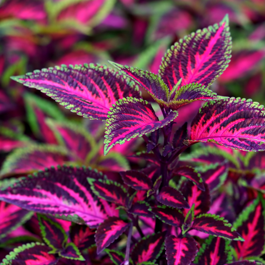 a close up of a vibrant coleus mesmerize chocolate rose coleus plant with the leaves being bright pink in the centres dark purple towards the edges and bright green on the edges of the leaves
