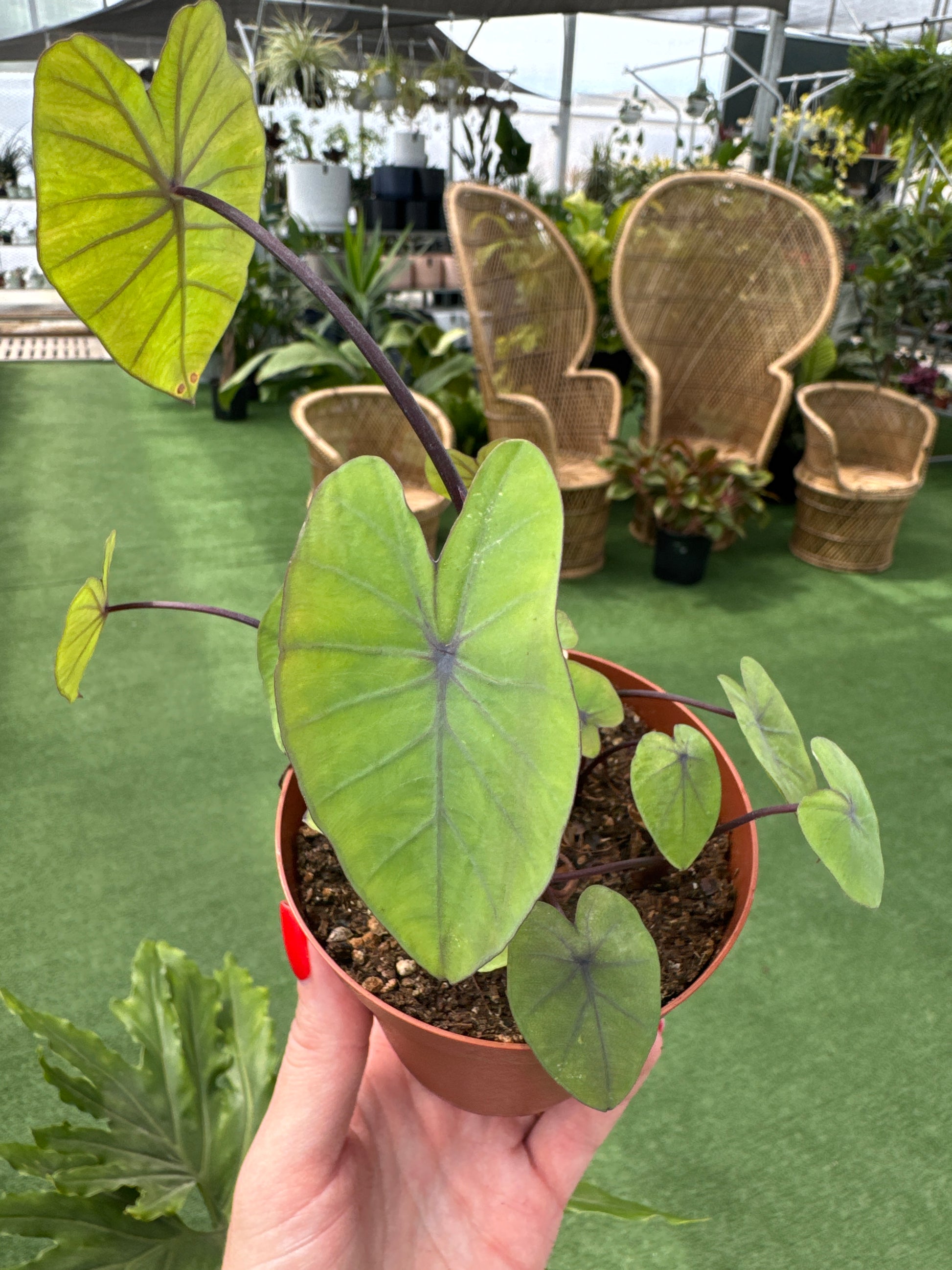 Potted Colocasia Lemon Lime Gecko plant held by a hand with decorative planters in the background