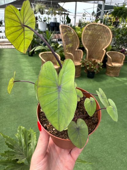 Potted Colocasia Lemon Lime Gecko plant held by a hand with decorative planters in the background