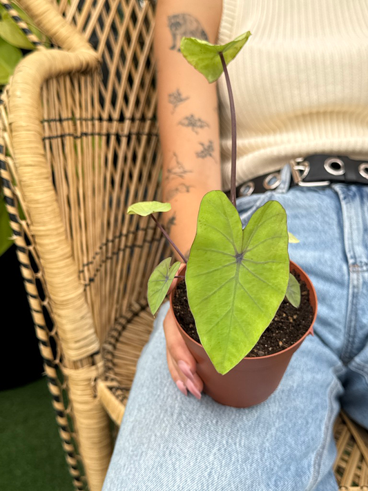 Person holding a potted Colocasia Lemon Lime Gecko plant with a wicker chair and blurred background