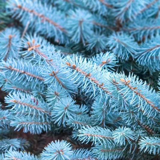 a close up of the many light blue pine like branches of a columnar blue spruce tree