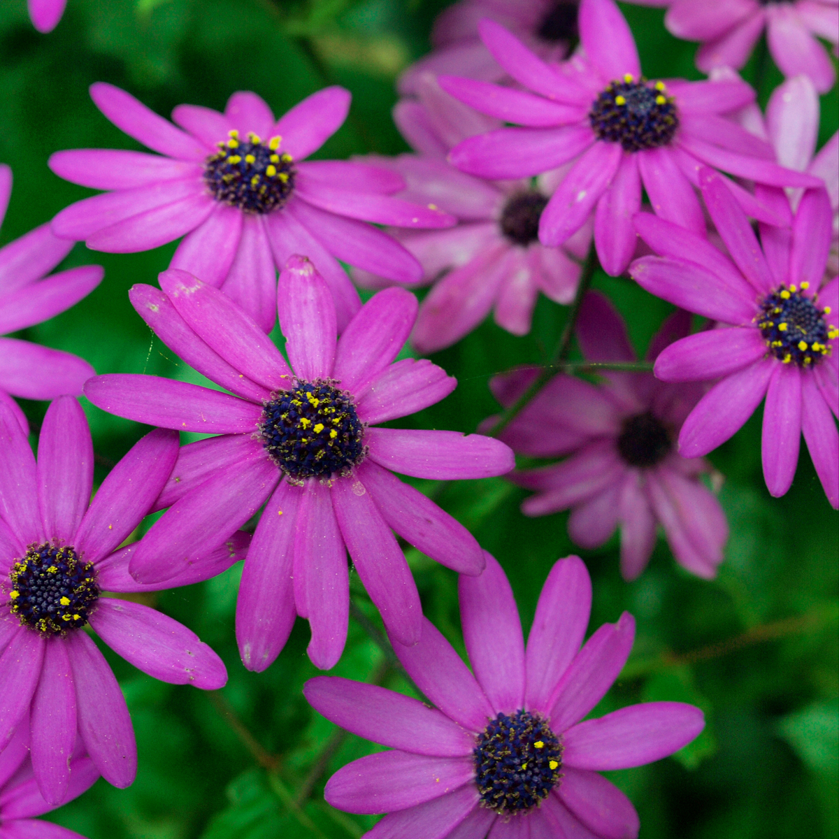 many bright purple compact purple red osteospermums with dark centres with speckles of yellow in an outdoor garden setting