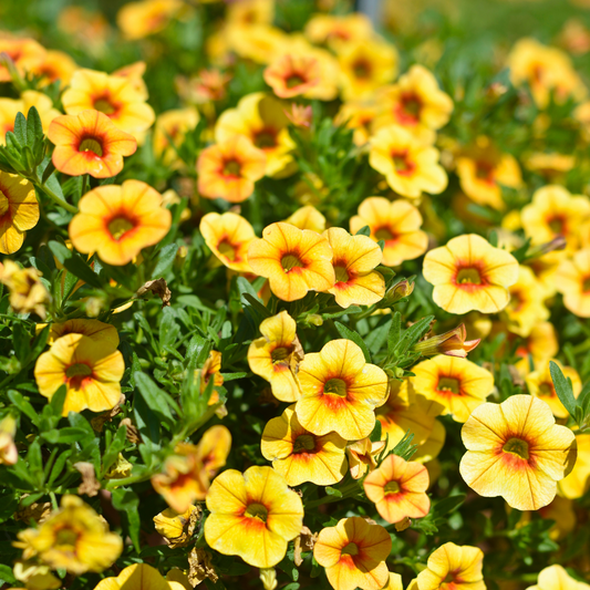 Close-up of a dense patch of yellow conga yellow calibrachoa flowers with orange-red centers and green foliage in a garden setting.