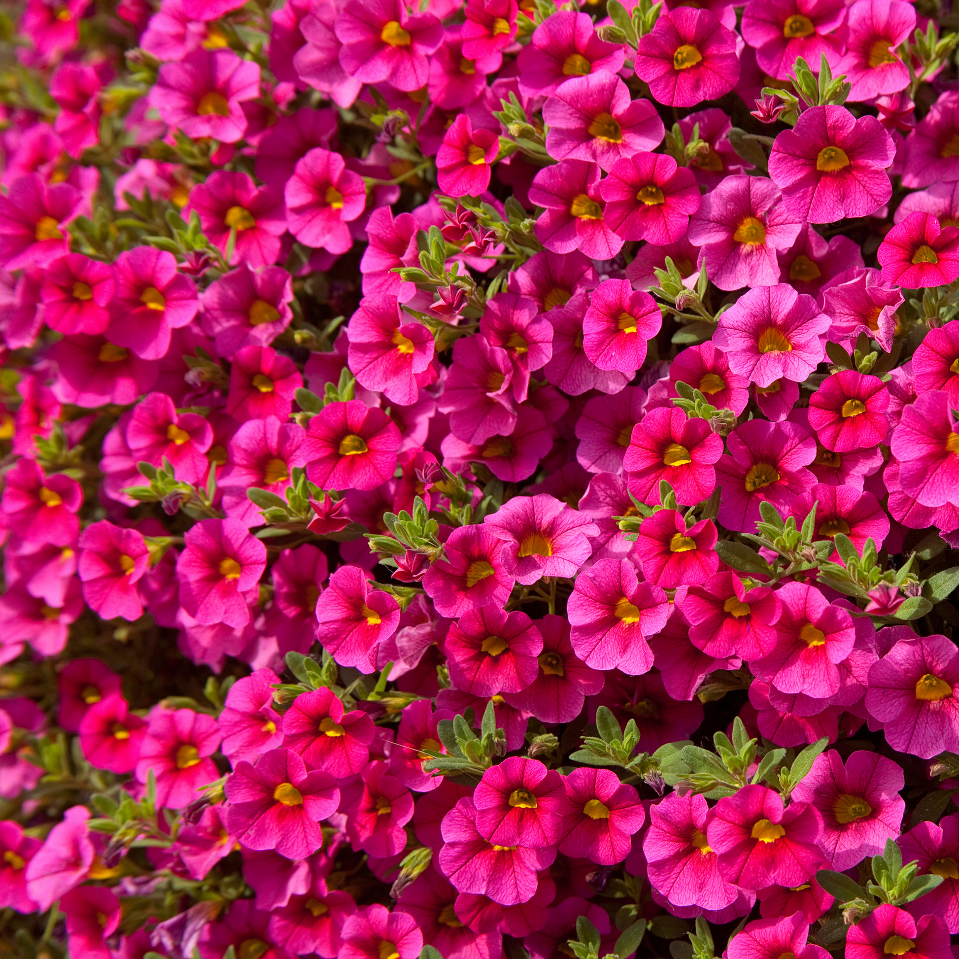 the screen is full of countless amounts of bright pink conga pink kiss calibrachoa flowers with yellow centres and green leaves poking through