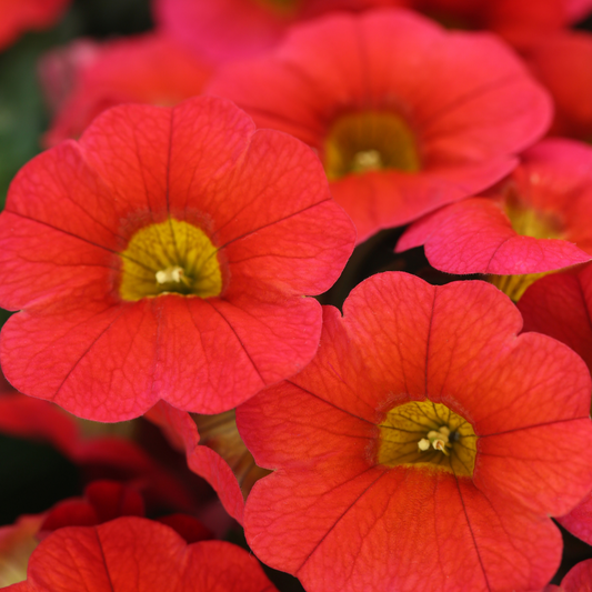 a close up of bright reddish orange Congo diva orange calibrachoa flowers with dark yellow centres in an outdoor garden setting