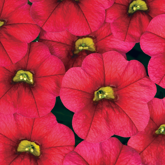 Close-up of bright pink Congo red calibrachoa flowers with green centers on a black background