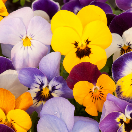 many brightly coloured cool wave pastel mix pansies that are yellow dark red, orange and purple all with darker coloured centres