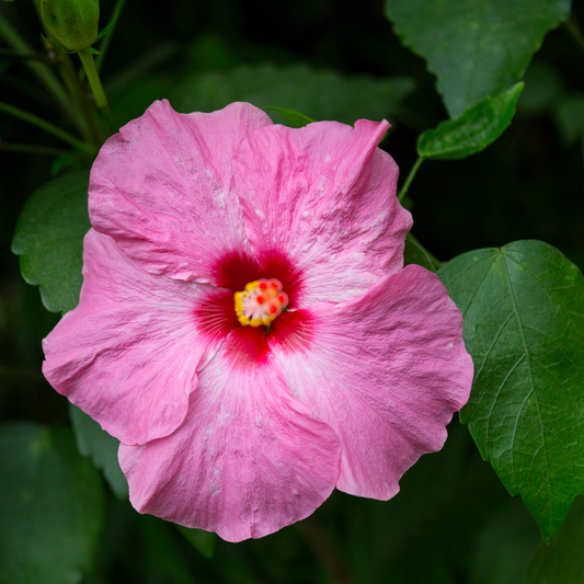 a close up of a bright pink cool wave pink passion pansy with a darker pink an=round the centre and a right yellow middle. the flower is surrounded by deep green leaves in an outdoor setting