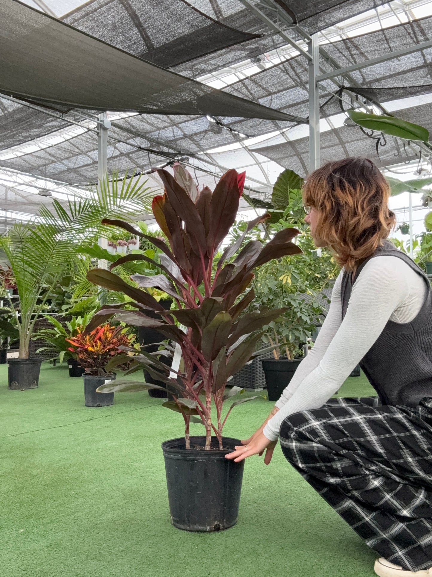 Person crouching next to a potted Cordyline plant in a greenhouse setting