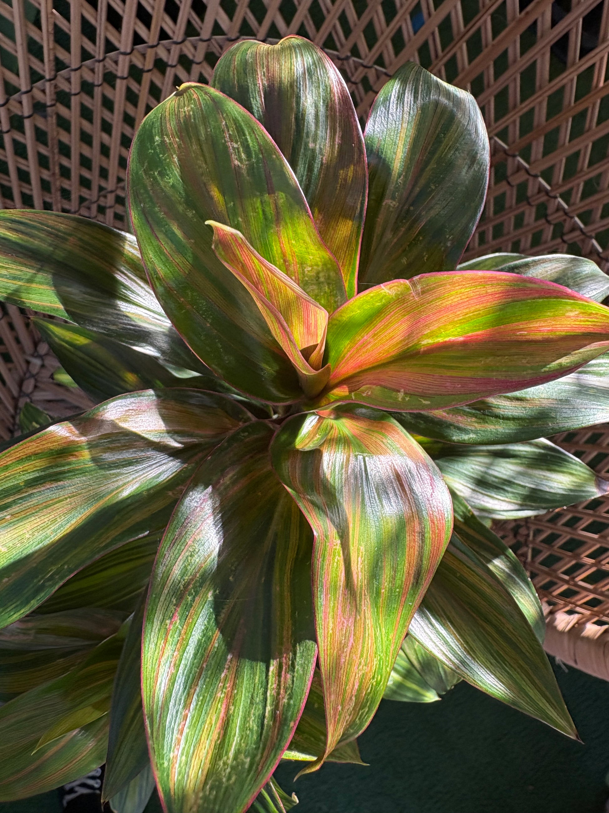Variegated green and red leaved cordyline harlequin with a wicker background