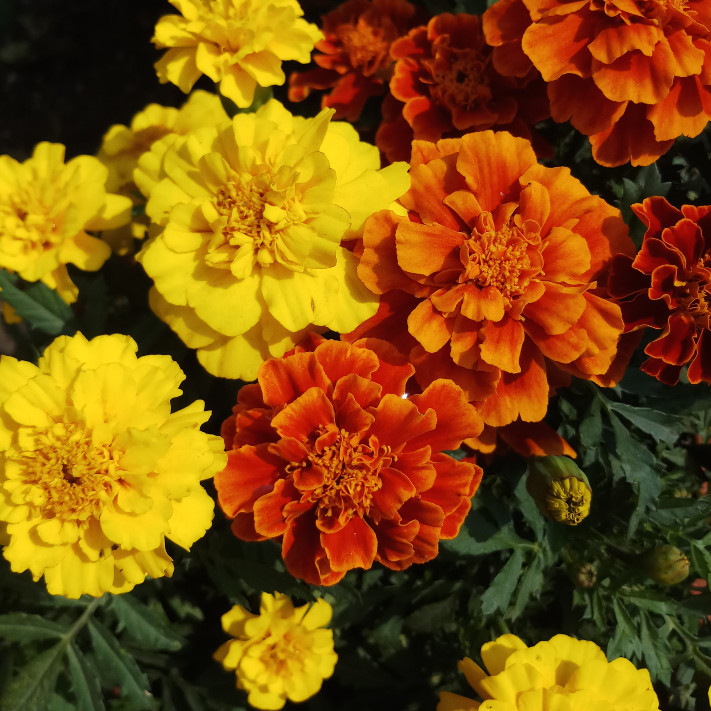 Close-up of crackerjack mix marigold flowers in bright yellow and orange with dark green foliage.