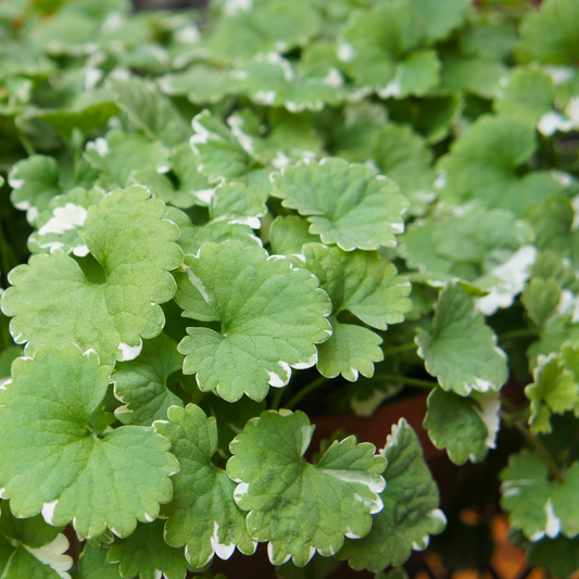 Close-up of a variegated green and white leafy creeping Charlie plant, likely a geranium, with heart-shaped leaves showing white edges.