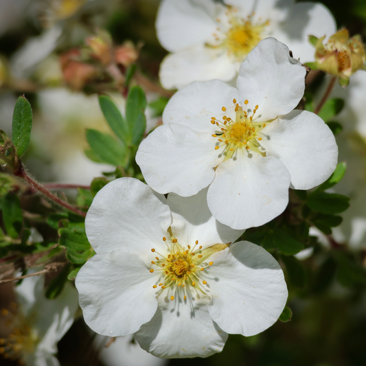 a close up of bright white five petaled creme brûlée potentilla flowers with yellow centres