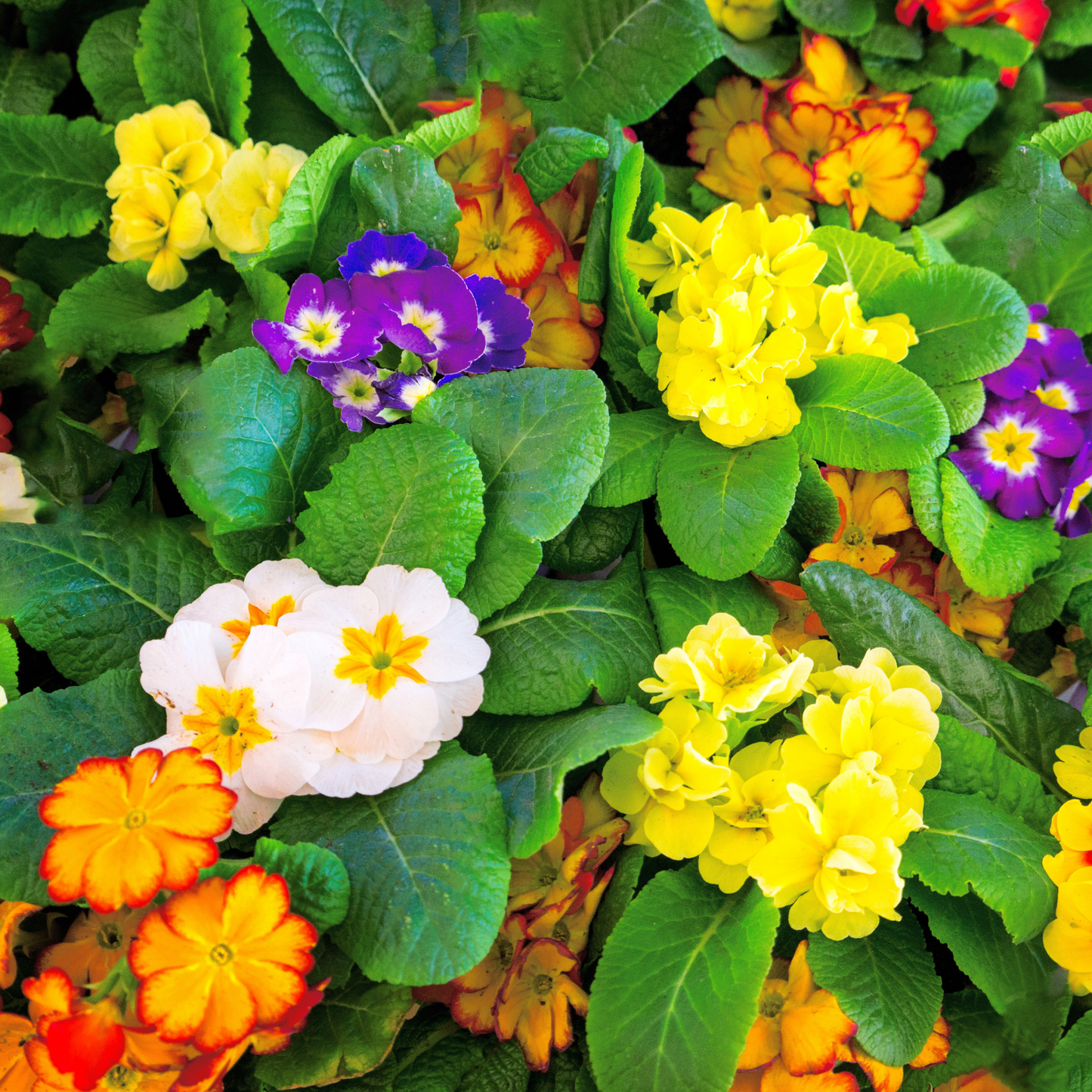 purple white yellow and orange crescendo formula mix primrose flower surrounded by green leaves