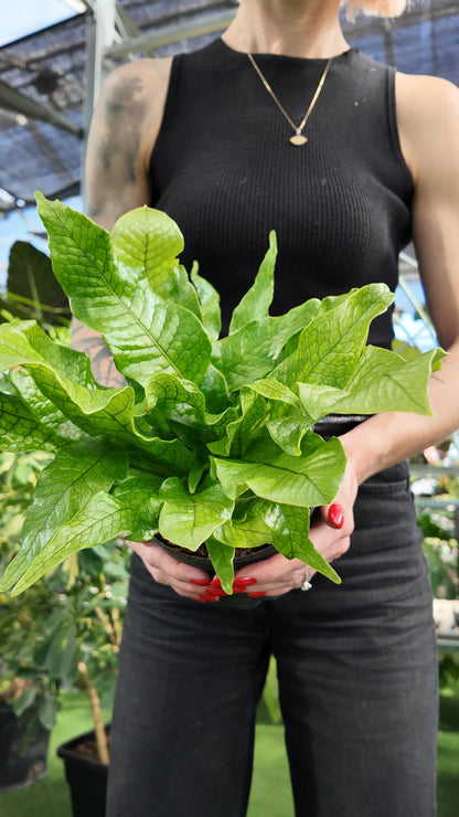 Person holding a large green leafy Crocodile Fern plant in a greenhouse setting
