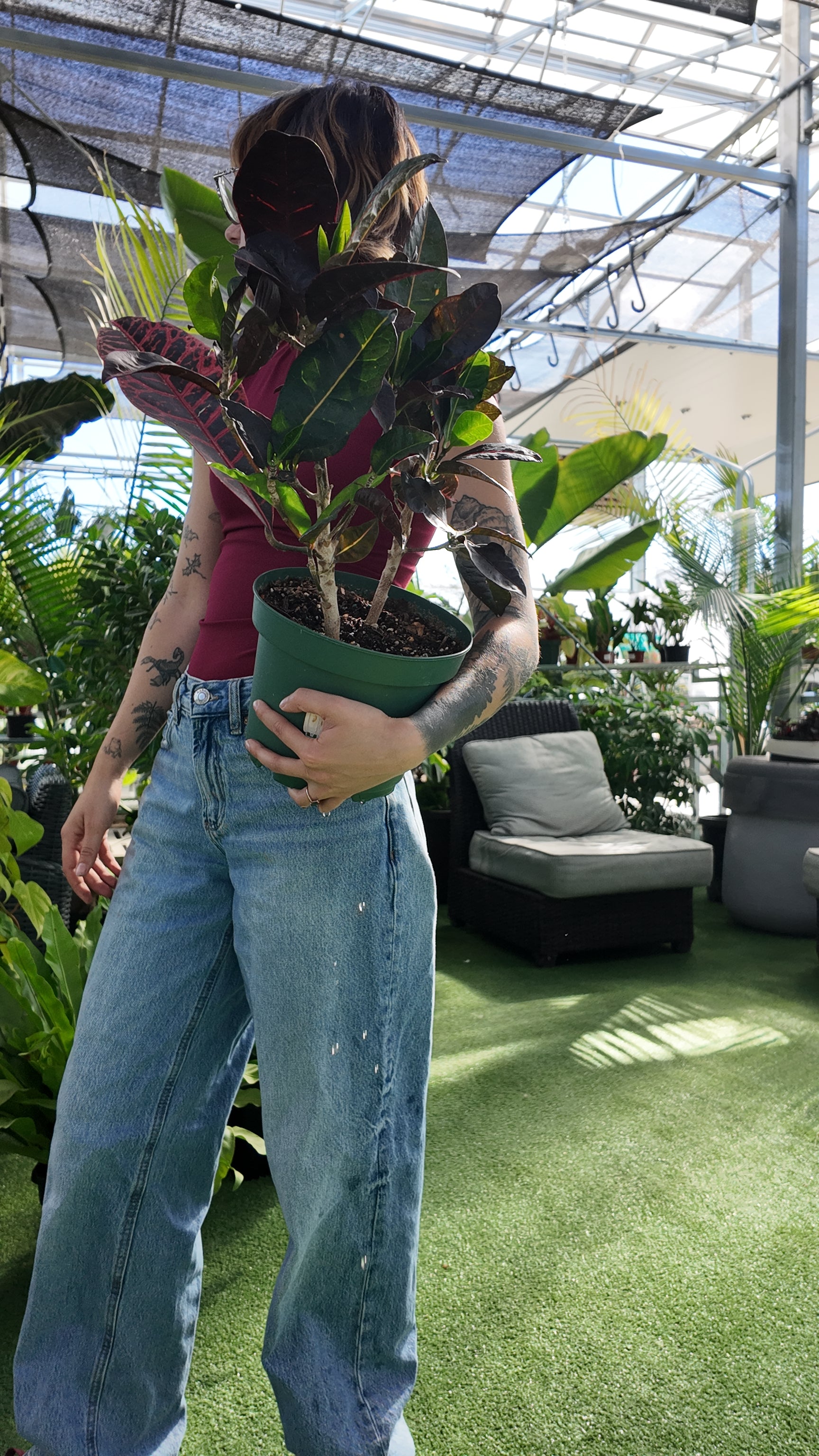 Person holding a potted Croton 'Petra' plant in a greenhouse setting