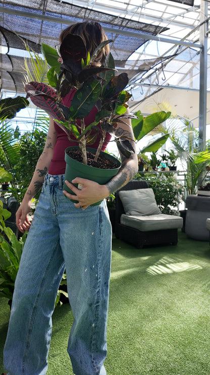 Person holding a potted Croton 'Petra' plant in a greenhouse setting