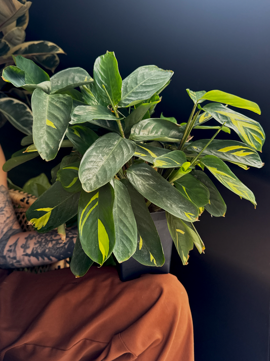 a person holding a Potted Ctenanthe Lubbersiana plant with green leaves with yellow variegations on a dark background