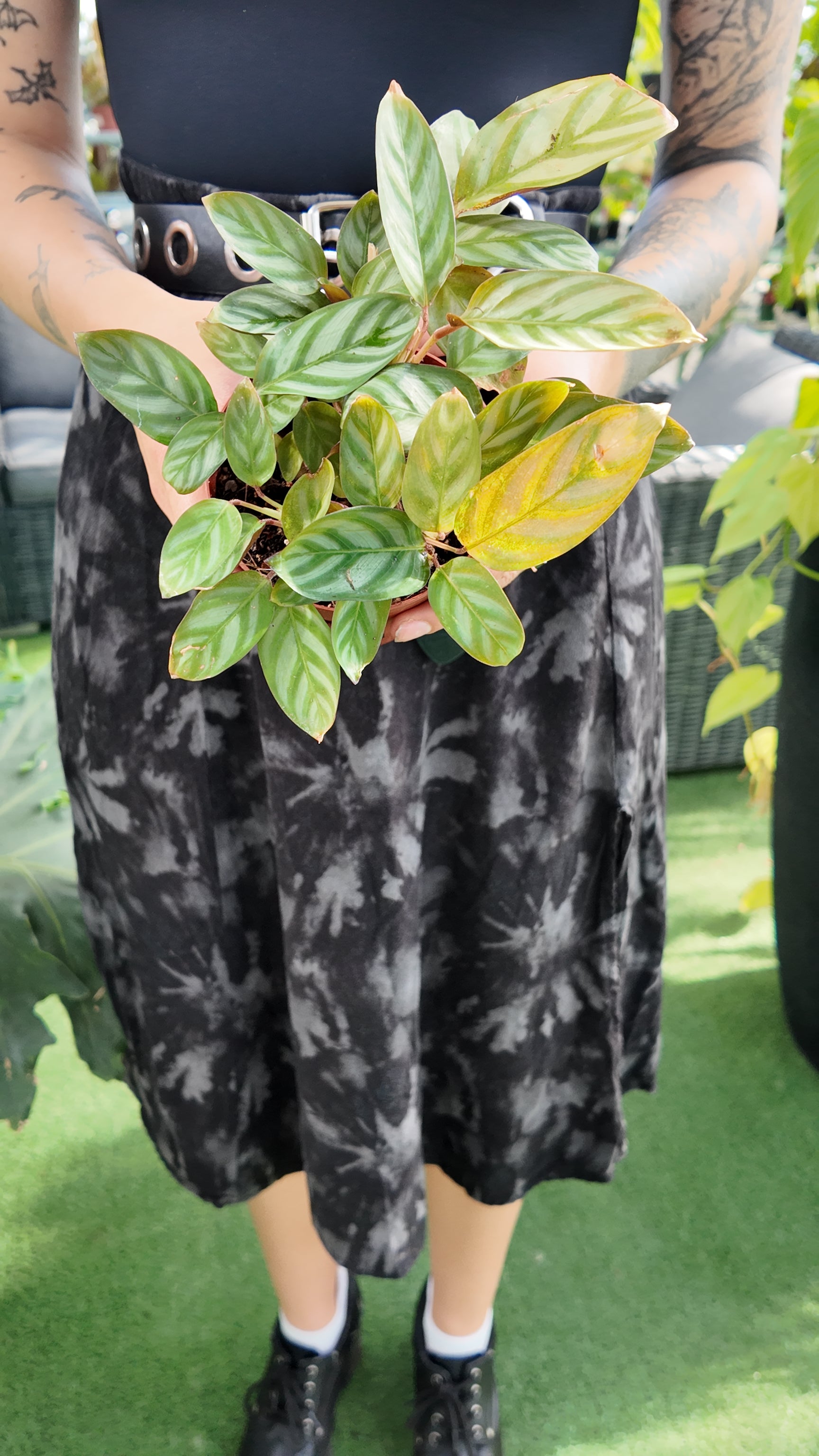 Person holding a potted Ctenanthe setosa plant with a blurred background