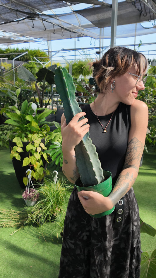 Person holding a large cuddly cactus plant in a greenhouse setting