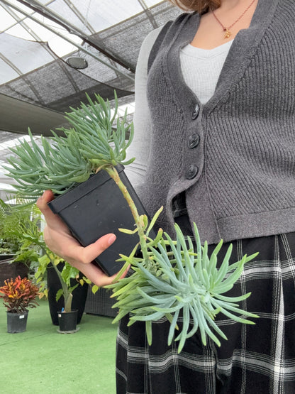Person holding a small Curio 'Kilimanjaro' plant with a blurred background